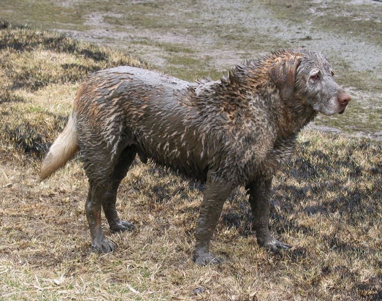 mud-dog